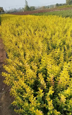 金叶女贞的形态特征