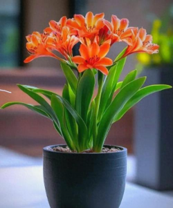 小众送妈妈的花有哪些花