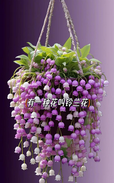 有哪些花有独特寓意的花