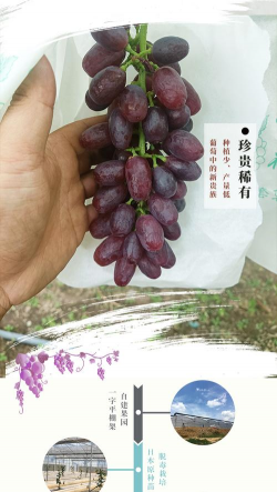 七星女王葡萄品种介绍