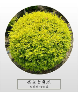 金叶女贞的种植与养护