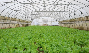 小众送妈妈的花有哪些花