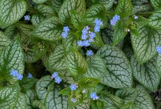 叶子有纹理的花有哪些花