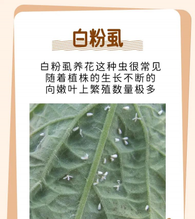 小众送妈妈的花有哪些花
