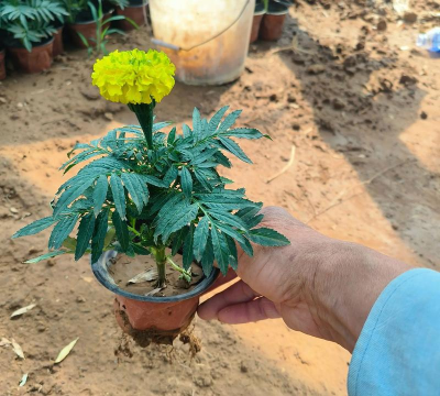 小众送妈妈的花有哪些花