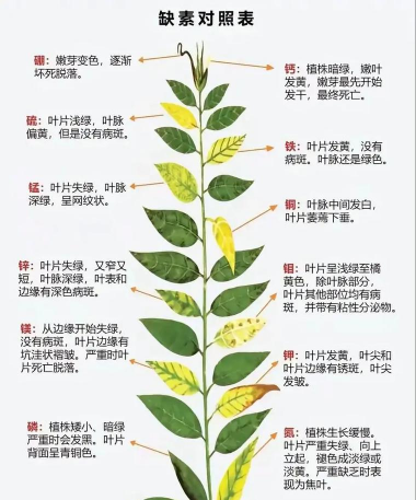 小众送妈妈的花有哪些花