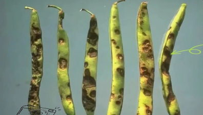 芸豆长斑怎么处理