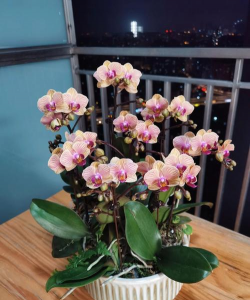 小众送妈妈的花有哪些花