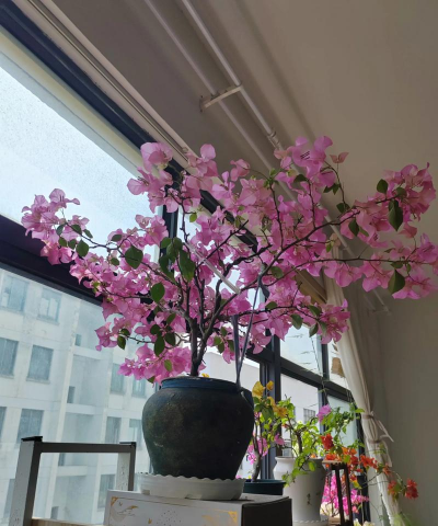 小众送妈妈的花有哪些花