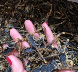 小众送妈妈的花有哪些花