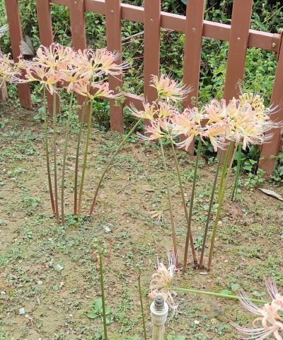 小众送妈妈的花有哪些花