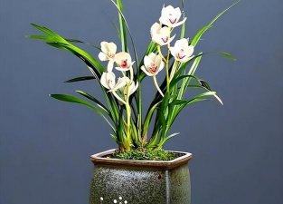 小众送妈妈的花有哪些花