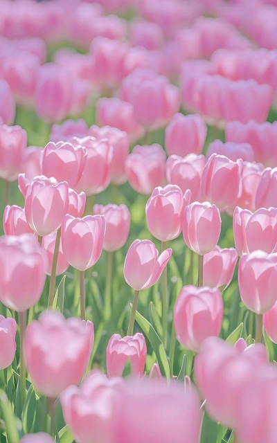 小众送妈妈的花有哪些花