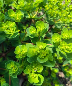 花草娃娃眼是什么