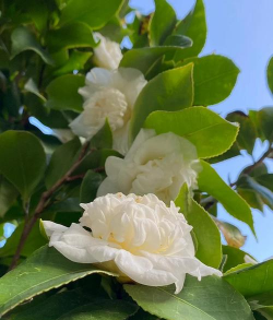 小众送妈妈的花有哪些花