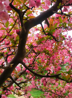 小众送妈妈的花有哪些花