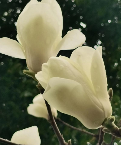 小众送妈妈的花有哪些花