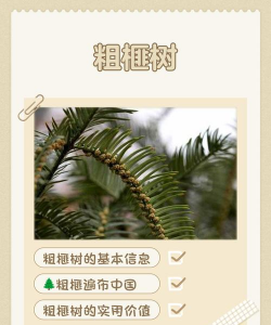 粗榧属于什么树