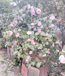 小众送妈妈的花有哪些花