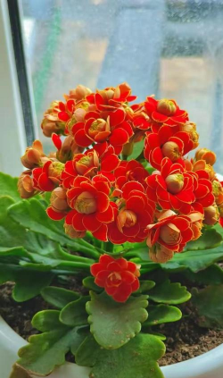 小众送妈妈的花有哪些花