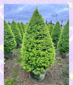 观赏树都有什么品种