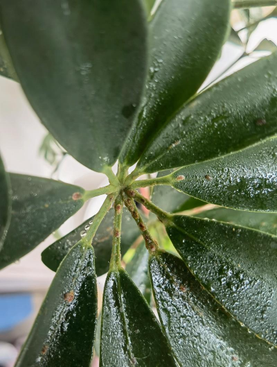 小众送妈妈的花有哪些花