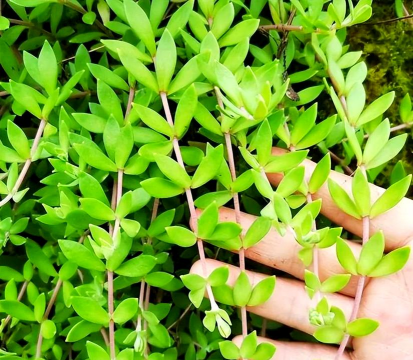 小众送妈妈的花有哪些花