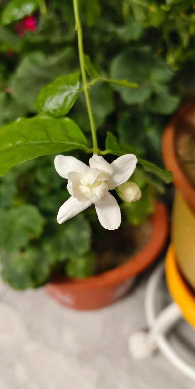 小众送妈妈的花有哪些花