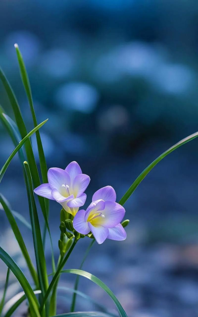 小众送妈妈的花有哪些花