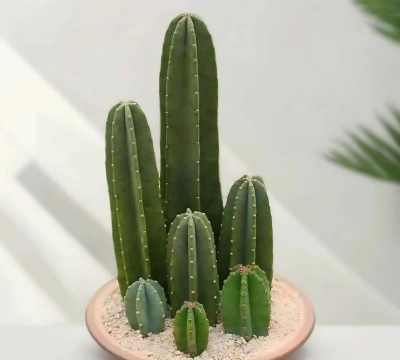 小众送妈妈的花有哪些花