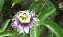 小众送妈妈的花有哪些花