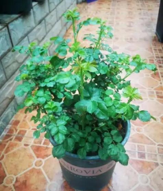 小众送妈妈的花有哪些花