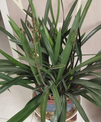 小众送妈妈的花有哪些花