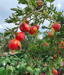 蒙自石榴是软籽的吗