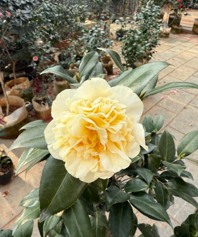 小众送妈妈的花有哪些花