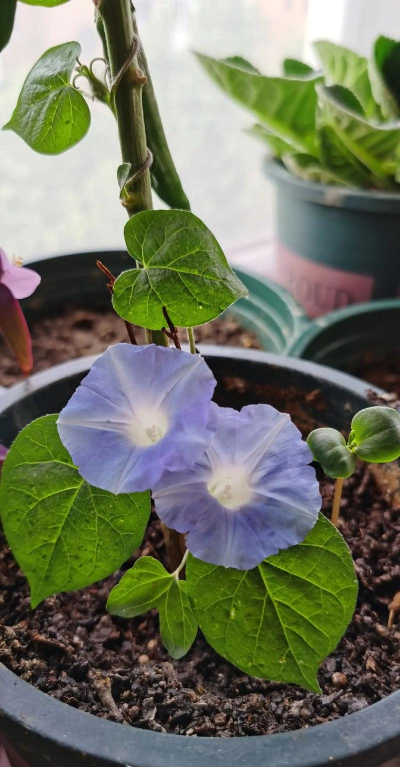 小众送妈妈的花有哪些花