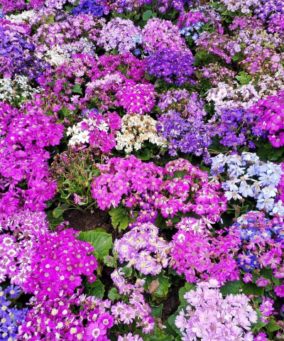 小众送妈妈的花有哪些花