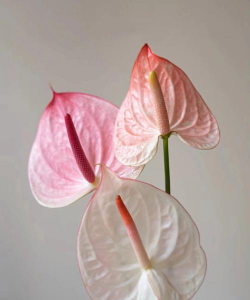 小众送妈妈的花有哪些花