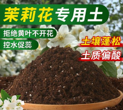 小众送妈妈的花有哪些花