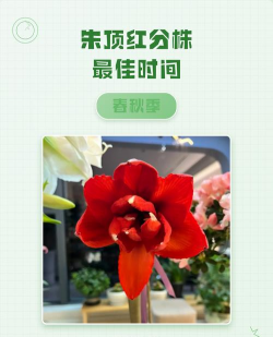 小众送妈妈的花有哪些花