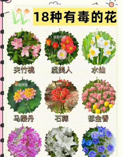 有危害的花有哪些