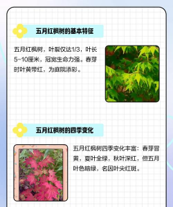 红枫什么时候生长