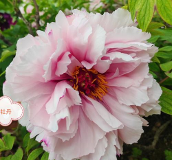 小众送妈妈的花有哪些花