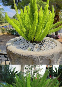 小众送妈妈的花有哪些花