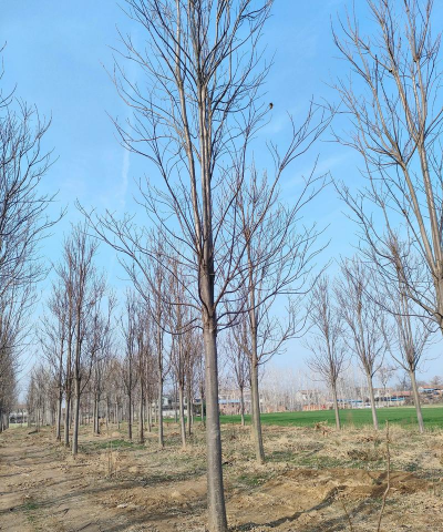 吉安三公分楸树怎么种植