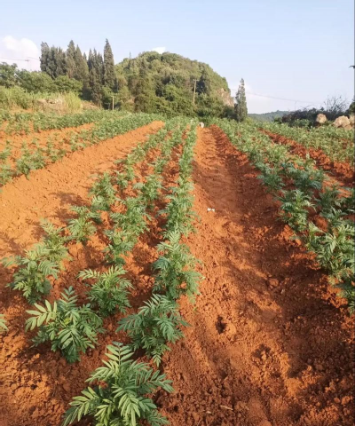 小众送妈妈的花有哪些花