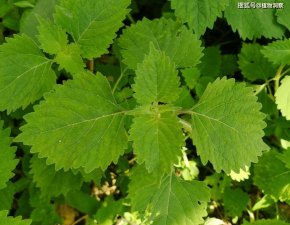 小众送妈妈的花有哪些花