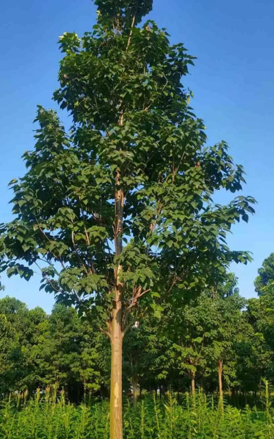 赣州十公分楸树怎么种植