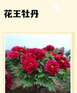 花王牡丹是什么颜色