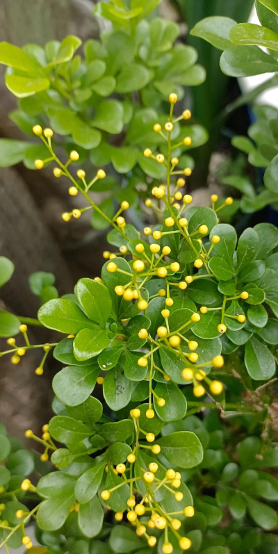 米兰开花为什么不多